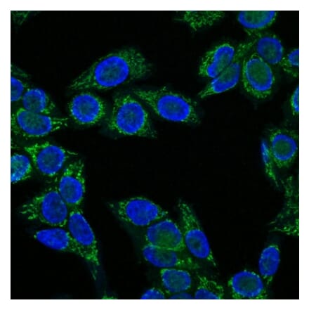 Immunofluorescence - Anti-IGF1 Antibody [IGF1/1020] - BSA and Azide free (A252109) - Antibodies.com