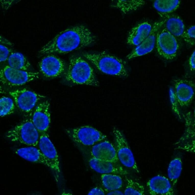 Immunofluorescence - Anti-IGF1 Antibody [IGF1/1020] - BSA and Azide free (A252109) - Antibodies.com