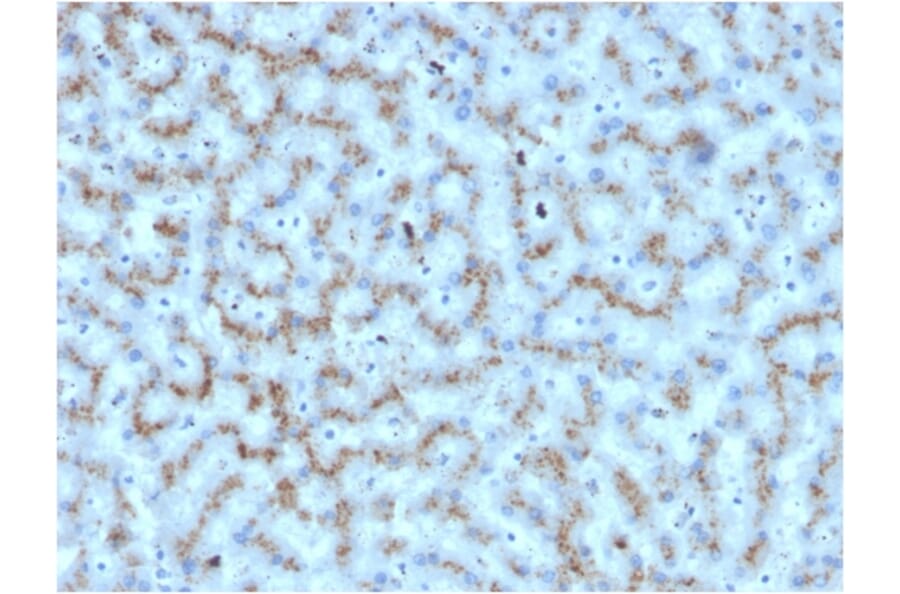 Immunohistochemistry - Anti-Apolipoprotein D Antibody [APOD/3412] - BSA and Azide free (A252113) - Antibodies.com