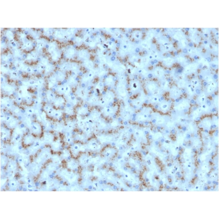 Immunohistochemistry - Anti-Apolipoprotein D Antibody [APOD/3412] - BSA and Azide free (A252113) - Antibodies.com