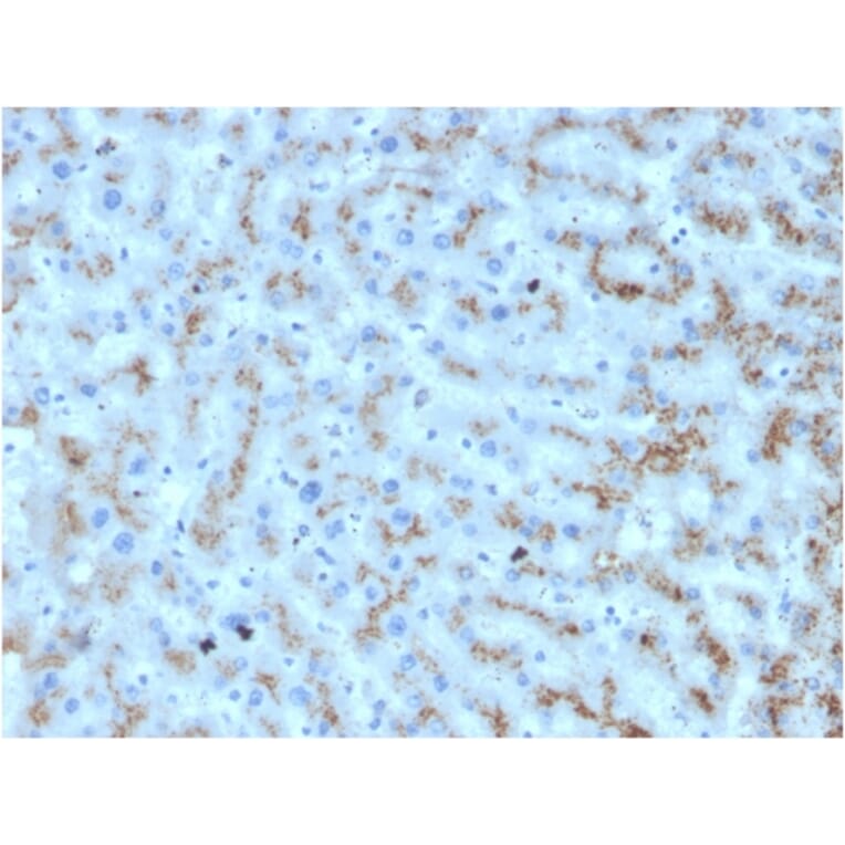 Immunohistochemistry - Anti-Apolipoprotein D Antibody [APOD/3412] - BSA and Azide free (A252113) - Antibodies.com