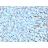 Immunohistochemistry - Anti-Apolipoprotein D Antibody [APOD/3412] - BSA and Azide free (A252113) - Antibodies.com