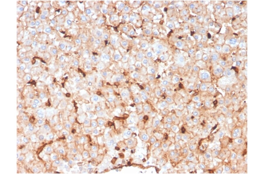 Immunohistochemistry - Anti-Apolipoprotein D Antibody [APOD/3414] - BSA and Azide free (A252114) - Antibodies.com