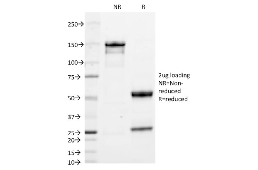 SDS-PAGE - Anti-Human IgA Heavy Chain Antibody [HISA43] - BSA and Azide free (A252115) - Antibodies.com