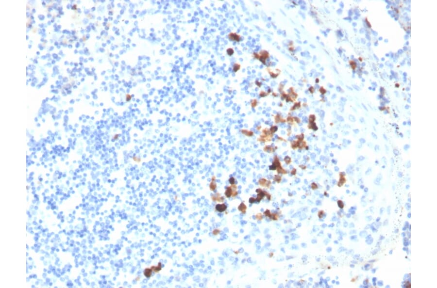 Immunohistochemistry - Anti-Human IgA Heavy Chain Antibody [HISA43] - BSA and Azide free (A252114) - Antibodies.com