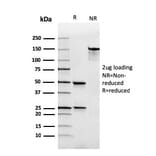 SDS-PAGE - Anti-Human IgA Heavy Chain Antibody [rHISA43] - BSA and Azide free (A252118) - Antibodies.com
