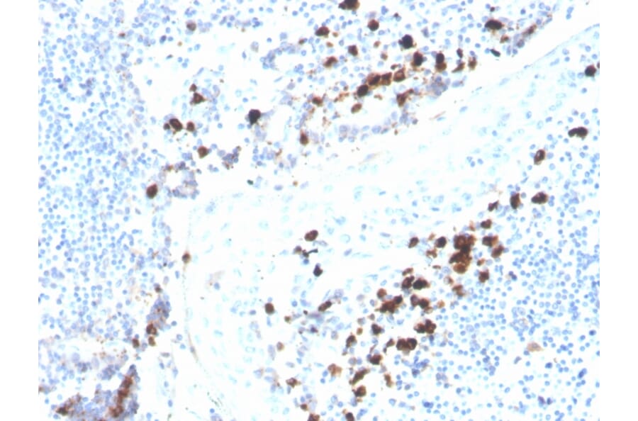 Immunohistochemistry - Anti-Human IgA Heavy Chain Antibody [rHISA43] - BSA and Azide free (A252115) - Antibodies.com
