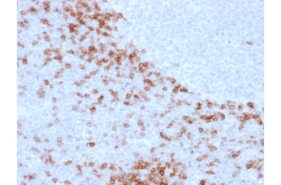 Immunohistochemistry - Anti-Human IgD Heavy Chain Antibody [IgD26] - BSA and Azide free (A252118) - Antibodies.com
