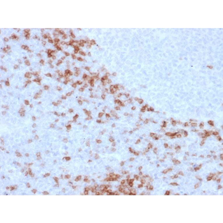 Immunohistochemistry - Anti-Human IgD Heavy Chain Antibody [IgD26] - BSA and Azide free (A252118) - Antibodies.com