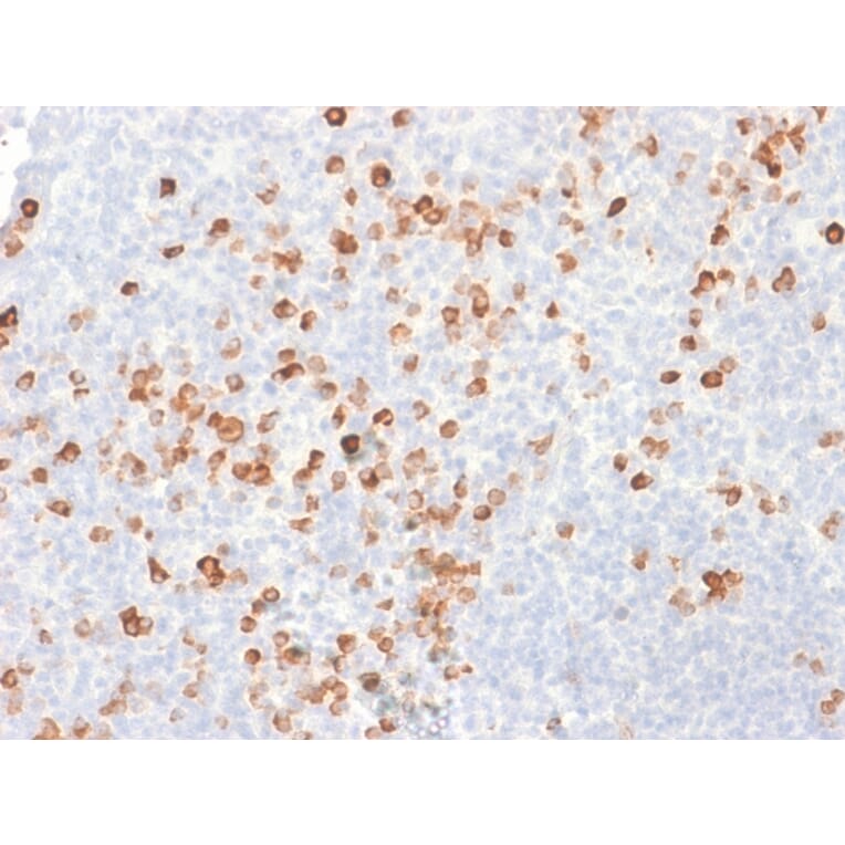 Immunohistochemistry - Anti-Human IgG Heavy Chain Antibody [rIG266] - BSA and Azide free (A248940) - Antibodies.com