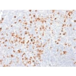Immunohistochemistry - Anti-Human IgG Heavy Chain Antibody [rIG266] - BSA and Azide free (A248940) - Antibodies.com