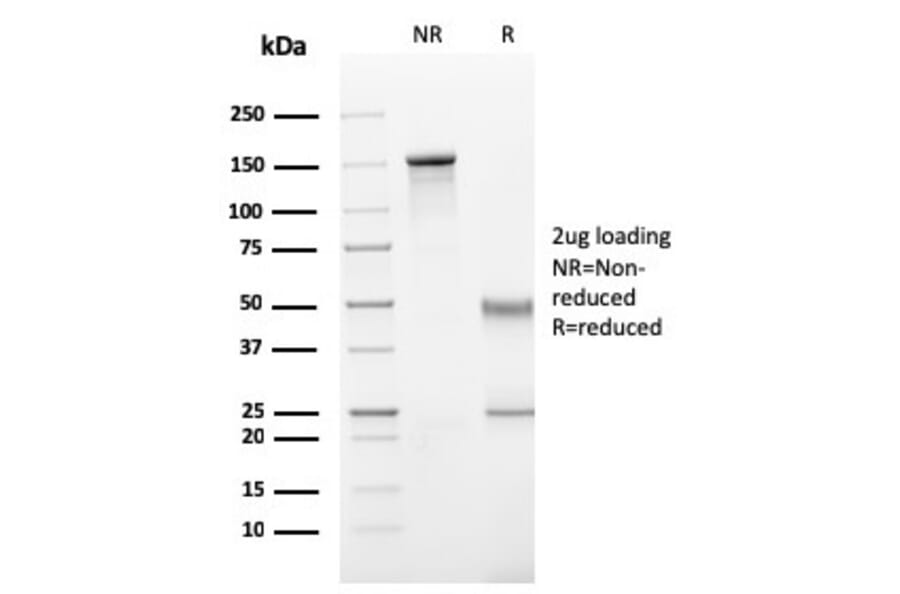 SDS-PAGE - Anti-Human IgG Heavy Chain Antibody [rIG266] - BSA and Azide free (A248940) - Antibodies.com