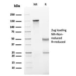 SDS-PAGE - Anti-Human IgG Heavy Chain Antibody [rIG266] - BSA and Azide free (A248940) - Antibodies.com