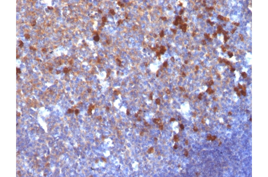 Immunohistochemistry - Anti-Human IgG Heavy Chain Antibody [IG217] - BSA and Azide free (A252120) - Antibodies.com