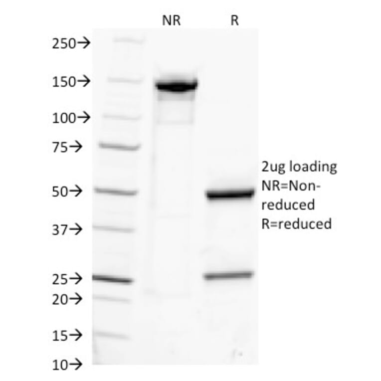SDS-PAGE - Anti-Human IgG Heavy Chain Antibody [IG217] - BSA and Azide free (A252121) - Antibodies.com