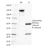 SDS-PAGE - Anti-Human IgG Heavy Chain Antibody [IG217] - BSA and Azide free (A252121) - Antibodies.com