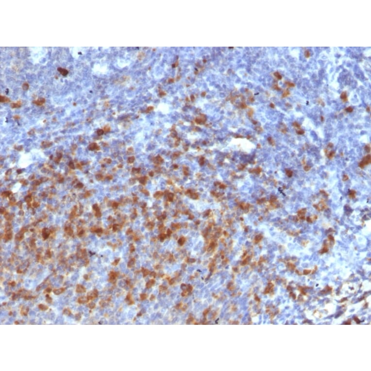 Immunohistochemistry - Anti-Human IgG Heavy Chain Antibody [IG266] - BSA and Azide free (A252122) - Antibodies.com