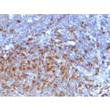Immunohistochemistry - Anti-Human IgG Heavy Chain Antibody [IG266] - BSA and Azide free (A252122) - Antibodies.com
