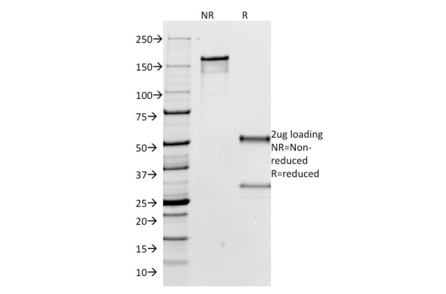 SDS-PAGE - Anti-Human IgG Heavy Chain Antibody [IG266] - BSA and Azide free (A252122) - Antibodies.com
