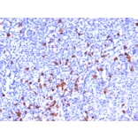 Immunohistochemistry - Anti-Human IgG Heavy Chain Antibody [SPM556] - BSA and Azide free (A252122) - Antibodies.com