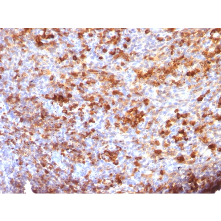 Immunohistochemistry - Anti-Human IgG Heavy Chain Antibody [B33/20] - BSA and Azide free (A248946) - Antibodies.com
