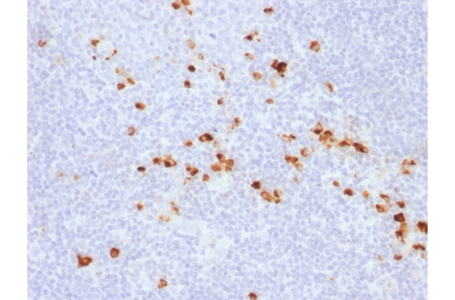 Immunohistochemistry - Anti-Human IgG Heavy Chain Antibody [IG507R] - BSA and Azide free (A252127) - Antibodies.com