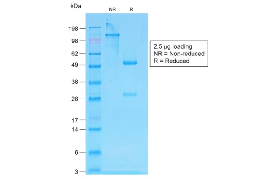 SDS-PAGE - Anti-Human IgG Heavy Chain Antibody [IG507R] - BSA and Azide free (A252127) - Antibodies.com