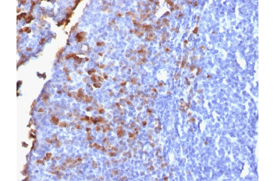Immunohistochemistry - Anti-Human IgG Heavy Chain Antibody [IG1707R] - BSA and Azide free (A248948) - Antibodies.com