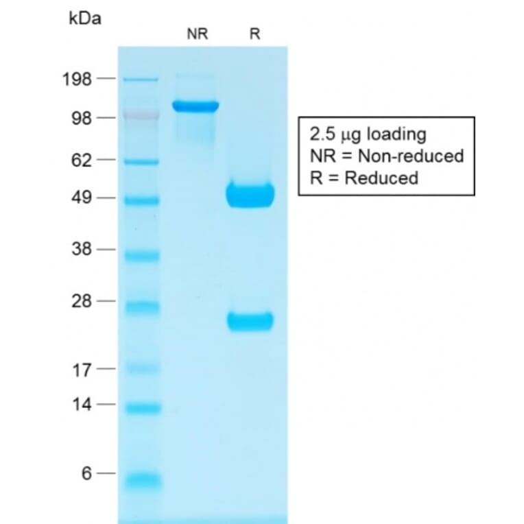 SDS-PAGE - Anti-Human IgG Heavy Chain Antibody [IG1707R] - BSA and Azide free (A248948) - Antibodies.com