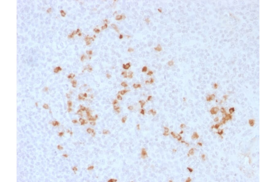 Immunohistochemistry - Anti-Human IgG Heavy Chain Antibody - BSA and Azide free (A252128) - Antibodies.com