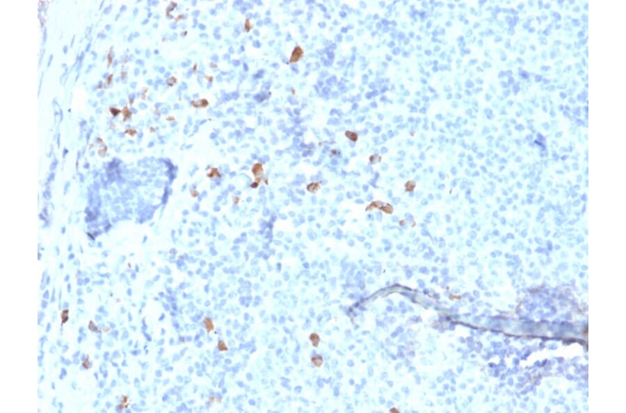 Immunohistochemistry - Anti-Human IgG4 Heavy Chain Antibody [IGHG4/1345] - BSA and Azide free (A252129) - Antibodies.com