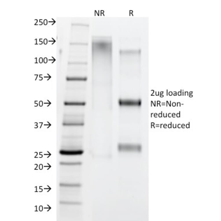 SDS-PAGE - Anti-Human IgG4 Heavy Chain Antibody [IGHG4/1345] - BSA and Azide free (A252130) - Antibodies.com
