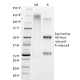 SDS-PAGE - Anti-Human IgG4 Heavy Chain Antibody [IGHG4/1345] - BSA and Azide free (A252130) - Antibodies.com