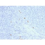 Immunohistochemistry - Anti-Human IgG4 Heavy Chain Antibody [rIGHG4/1345] - BSA and Azide free (A252130) - Antibodies.com