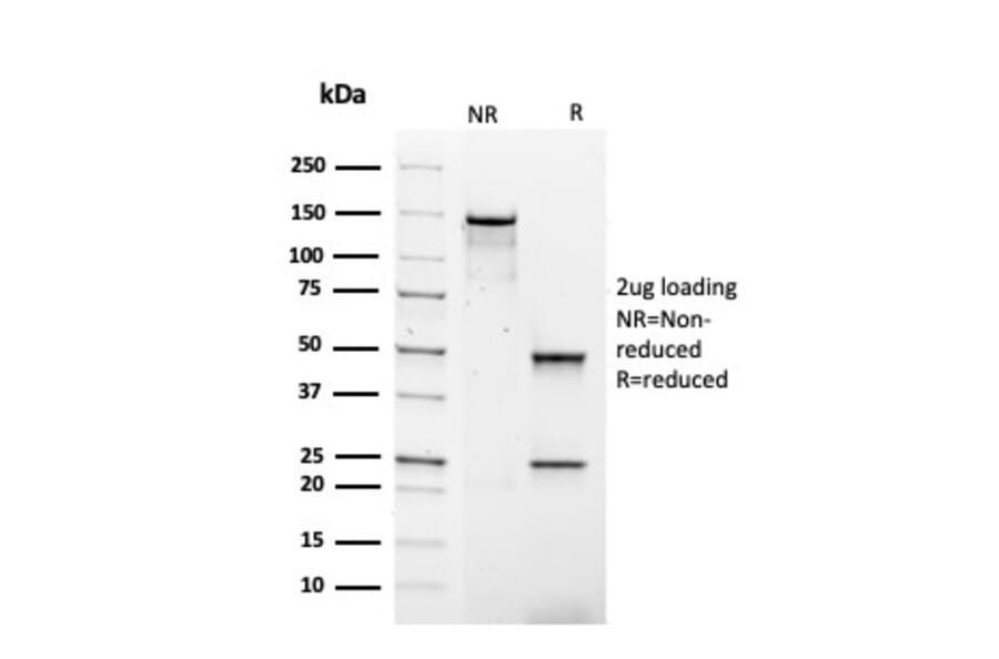 SDS-PAGE - Anti-Human IgG4 Heavy Chain Antibody [rIGHG4/1345] - BSA and Azide free (A252131) - Antibodies.com