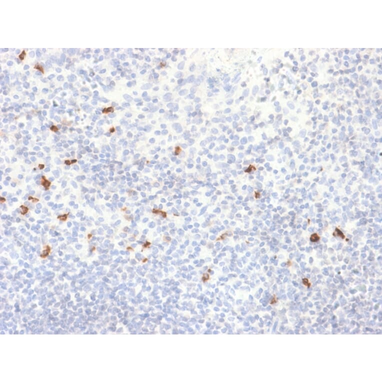 Immunohistochemistry - Anti-Human IgG4 Heavy Chain Antibody [IGHG4/2042R] - BSA and Azide free (A252132) - Antibodies.com