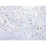 Immunohistochemistry - Anti-Human IgG4 Heavy Chain Antibody [IGHG4/2042R] - BSA and Azide free (A252132) - Antibodies.com