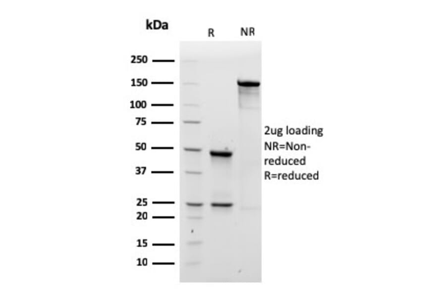 SDS-PAGE - Anti-Human IgM Heavy Chain Antibody [rIM260] - BSA and Azide free (A248954) - Antibodies.com