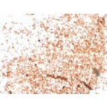 Immunohistochemistry - Anti-Human IgM Heavy Chain Antibody [rIGHM/3802] - BSA and Azide free (A252134) - Antibodies.com