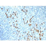 Immunohistochemistry - Anti-Human IgM Heavy Chain Antibody [ICO-30] - BSA and Azide free (A252136) - Antibodies.com