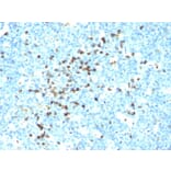Immunohistochemistry - Anti-Human IgM Heavy Chain Antibody [DA4-4] - BSA and Azide free (A248959) - Antibodies.com