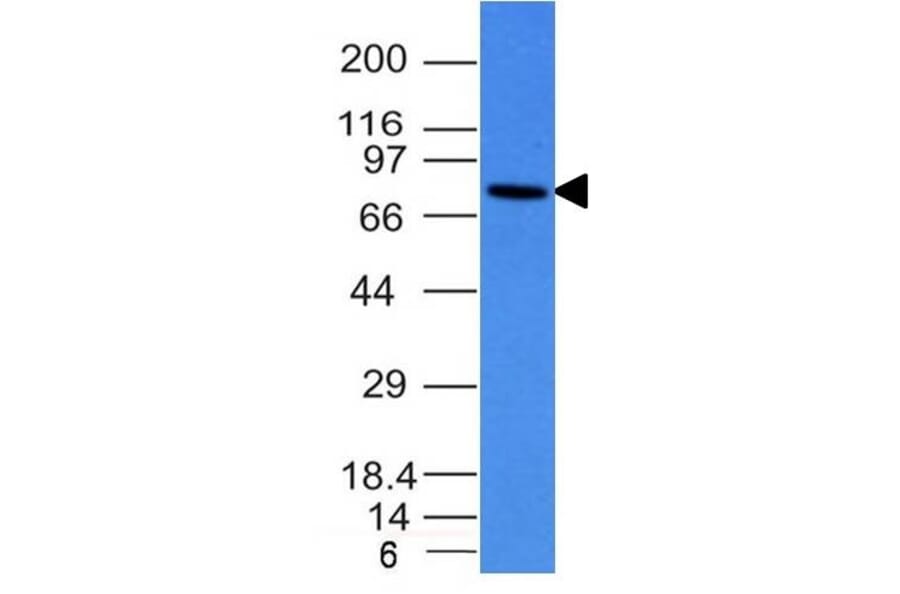 Western Blot - Anti-Human IgM Heavy Chain Antibody [IM260] - BSA and Azide free (A248960) - Antibodies.com