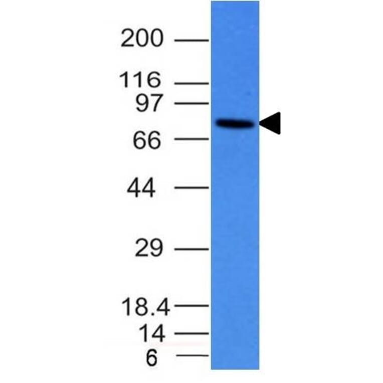 Western Blot - Anti-Human IgM Heavy Chain Antibody [IM260] - BSA and Azide free (A248960) - Antibodies.com