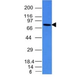 Western Blot - Anti-Human IgM Heavy Chain Antibody [IM260] - BSA and Azide free (A248960) - Antibodies.com
