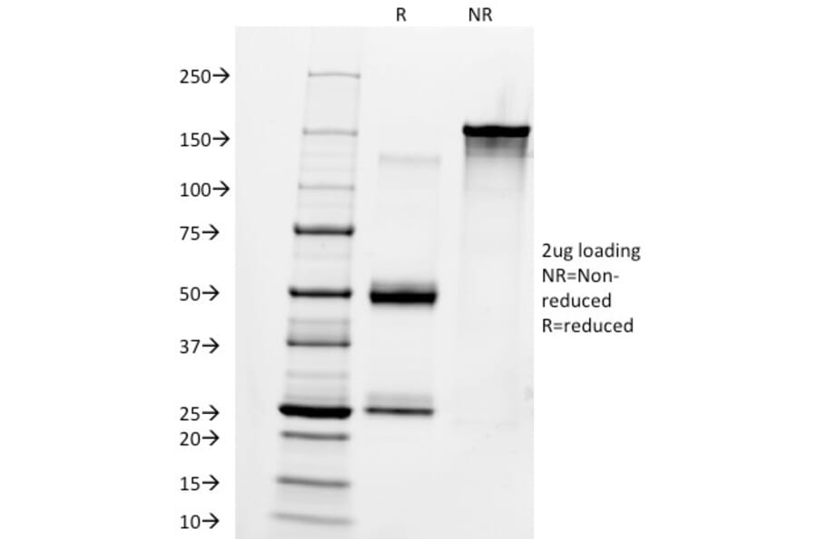 SDS-PAGE - Anti-Human IgM Heavy Chain Antibody [IM260] - BSA and Azide free (A248960) - Antibodies.com