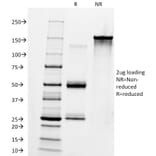 SDS-PAGE - Anti-Human IgM Heavy Chain Antibody [IM260] - BSA and Azide free (A248960) - Antibodies.com