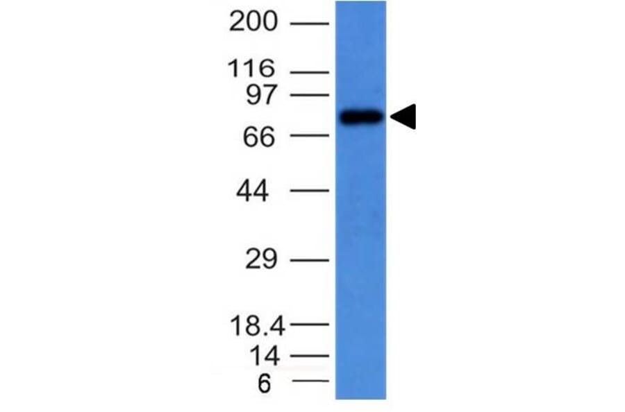 Western Blot - Anti-Human IgM Heavy Chain Antibody [IM373] - BSA and Azide free (A252142) - Antibodies.com