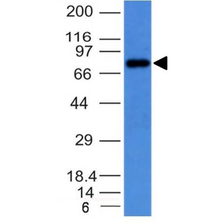Western Blot - Anti-Human IgM Heavy Chain Antibody [IM373] - BSA and Azide free (A252142) - Antibodies.com