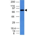 Western Blot - Anti-Human IgM Heavy Chain Antibody [IM373] - BSA and Azide free (A252142) - Antibodies.com