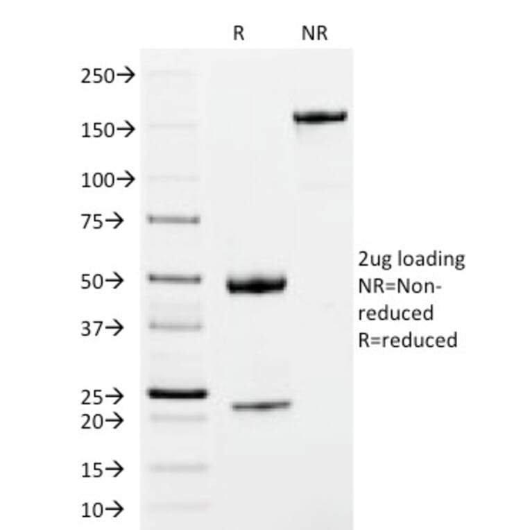 SDS-PAGE - Anti-Human IgM Heavy Chain Antibody [IM373] - BSA and Azide free (A252142) - Antibodies.com